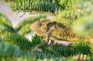 caméléon sur le branche de une buisson. fermer chamaeleo caméléon. photo