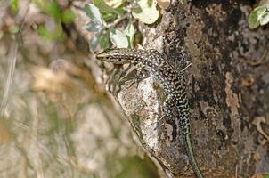 anatololacerta sur le Roche dans le sauvage. photo