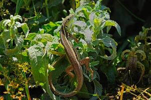 balcan vert lézard ou lacerta trilineata dans le herbe. photo