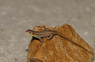 balcan vert lézard, ou lacerta trilinéata, bain de soleil sur une rock. photo