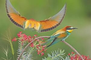 coloré des oiseaux sur une branche contre une vert Contexte. photo