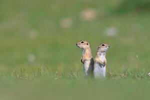 deux écureuils permanent dans le vert herbe. anatolien souslik-sol écureuil, spermophile xanthoprymne photo