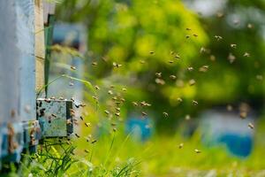 urticaire dans un rucher avec les abeilles en volant à le atterrissage planches. photo