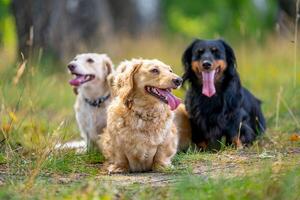 de bonne humeur et mignonne groupe de petit race sur la nature Contexte. animaux et chiens. photo