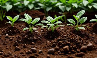 ai généré les plantes croissance de sol, plante progrès, croissance usine, grandir en haut de sol photo