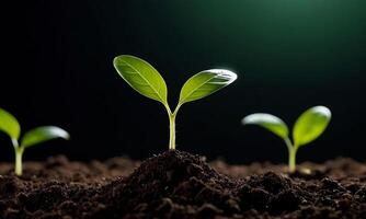 ai généré les plantes croissance de sol, plante progrès, croissance usine, grandir en haut de sol photo