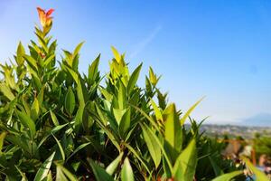 Soka fleur, ixora coccinée, jungle géranium, flamme de le les bois, une espèce de floraison plante dans le famille rubiacées photo