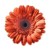 ai généré Frais gerbera fleur isolé sur blanc Contexte. fermer coup photo