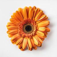 ai généré Frais gerbera fleur isolé sur blanc Contexte. fermer coup photo