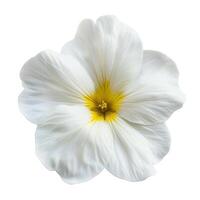 ai généré Frais primevère fleur isolé sur blanc Contexte. fermer tir. photo