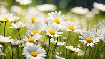 ai généré Prairie marguerites floral Contexte photo