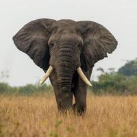 un l'éléphant en marchant dans une champ avec herbe photo