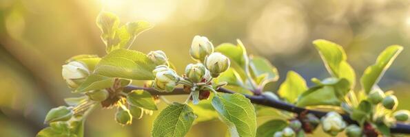 ai généré Pomme arbre branche avec Jeune bourgeons photo