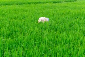 agriculture ouvrier travail dans riz champ. une musulman femme plantation riz dans le cultiver. luxuriant vert riz paddy champ dans rural Indonésie photo