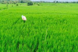 agriculture ouvrier travail dans riz champ. une musulman femme plantation riz dans le cultiver. luxuriant vert riz paddy champ dans rural Indonésie photo