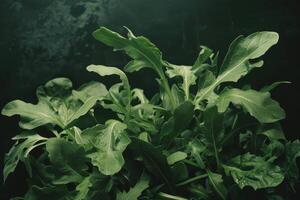 ai généré Roquette légumes verts dans une Frais biologique salade avec comestible feuilles et en bonne santé végétarien produire photo
