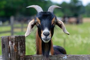 ai généré chèvre avec cornes sur une ferme clôture dans une pastorale réglage photo