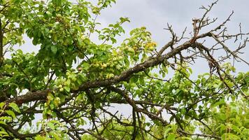 écologie. un vieux flétri arbre branche couvert avec lichen et verdure photo