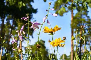 Facile rural Prairie avec vibrant multicolore fleurs sauvages photo