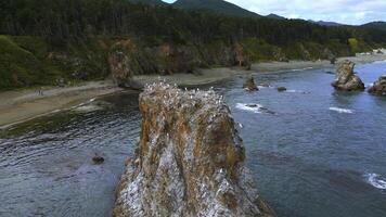 Haut vue de falaise avec troupeau de mouettes. agrafe. sauvage côte avec Marin faune sur rochers dans mer. troupeaux de mouettes sur mer rochers de côte de sauvage île photo