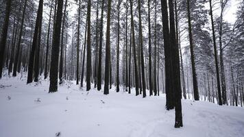 vue de hiver forêt avec caméra se tourne. médias. appareils photo vue autour vous dans hiver forêt. caméra rotation dans sauvage forêt sur hiver journée