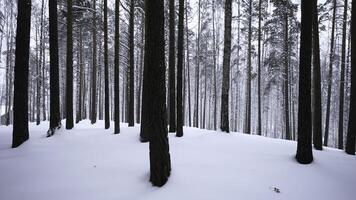 magnifique vue dans forêt avec arbre les troncs sur hiver journée. médias. calmant vue de hiver forêt avec chute neige. magnifique paysage dans hiver forêt pendant chute de neige photo