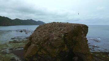 magnifique Roche dans mer avec mouettes. agrafe. mer Roche avec mouettes sur Contexte de côte sur nuageux journée. Haut vue de paysage marin de nord côte avec rochers sur nuageux été journée photo