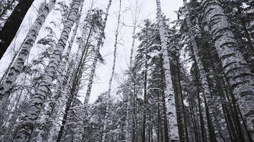 magnifique vue dans sauvage hiver forêt. médias. magnifique marcher dans sauvage forêt sur hiver journée. caméra mouvement dans vue de magnifique hiver forêt photo