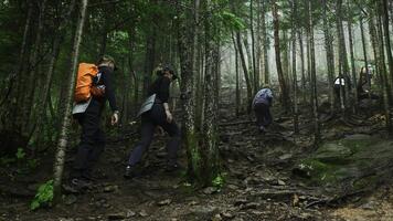 groupe de touristes est en marchant sur Montagne Piste dans dense forêt. agrafe. touristes montée Montagne pente dans vert forêt. touristes marcher le long de le Piste en haut forêt pente photo