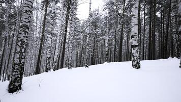 magnifique ensoleillé neigeux hiver paysage. médias. bouleau des arbres et blanc du froid sol. photo