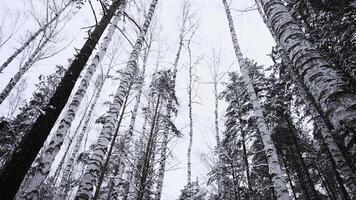 faible angle vue de bouleau des arbres dans hiver sur le Contexte de nuageux blanc ciel. médias. blanc du froid sol et grand des arbres. photo