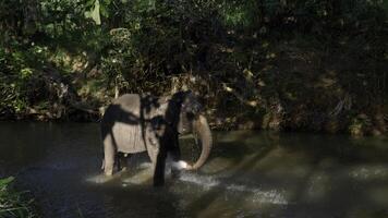 l'éléphant prendre une une baignoire dans une étang dans le nationale parc, Sud Afrique. action. explorant sauvage monde, concept de en voyageant. photo