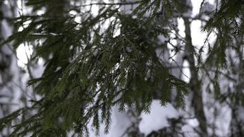 épicéa branches magnifiquement neigé dans le forêt. agrafe. en marchant dans magnifique neigeux forêt. photo