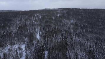 lent mouvement aérien vue de neigeux des arbres dans magnifique hiver forêt. agrafe. hiver paysage dans congelé montagnes la nature. photo