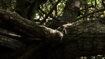 marais les forêts dans marécages, concept de faune et biodiversité. action. proche en haut de arbre avec emmêlé branches. photo