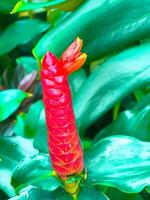 rouge fleur parmi vert feuilles photo