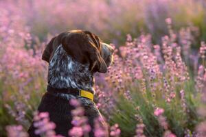 chien est assis dans pittoresque lavande champ. rempli de fleurs paysage noir et blanc chien séance dans une champ de violet lavande fleurs. photo