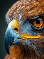 ai généré d'or Aigle aquila chrysaetos fermer portrait de tête avec noir Contexte photo