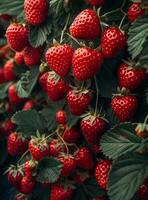 ai généré fermer de fraise plante avec beaucoup de mûr et vert des fraises photo