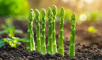 ai généré Jeune vert asperges pousse croissance en haut de le sol dans le printemps jardin photo