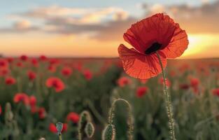 ai généré rouge coquelicots dans le champ à le coucher du soleil photo