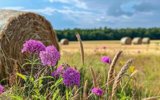 ai généré violet fleurs et paille balles sur le champ après récolte photo