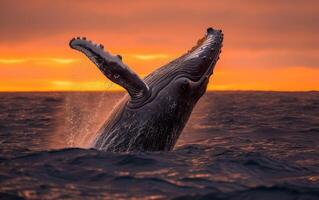 ai généré une Stupéfiant afficher de une à bosse baleine briser le océan surface avec une spectaculaire le coucher du soleil photo