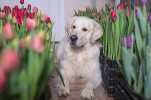 d'or retriever mensonge parmi tulipe fleurs. photo