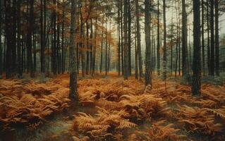 ai généré le forêt des stands dans en sourdine silence, ses sol une tapis de roux fougères photo