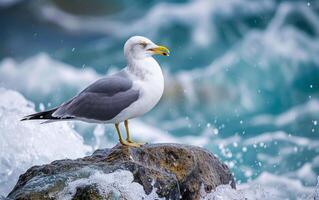 ai généré mouette sur une rocheux rive photo