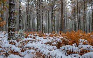 ai généré hiver se rencontre l'automne dans le forêt photo