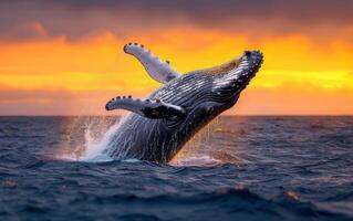 ai généré une Stupéfiant afficher de une à bosse baleine briser le océan surface avec une spectaculaire le coucher du soleil photo