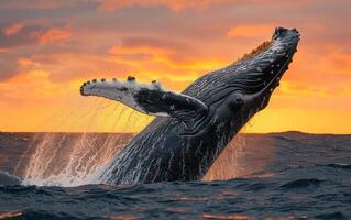 ai généré une Stupéfiant afficher de une à bosse baleine briser le océan surface avec une spectaculaire le coucher du soleil photo