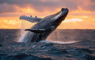 ai généré une Stupéfiant afficher de une à bosse baleine briser le océan surface avec une spectaculaire le coucher du soleil photo